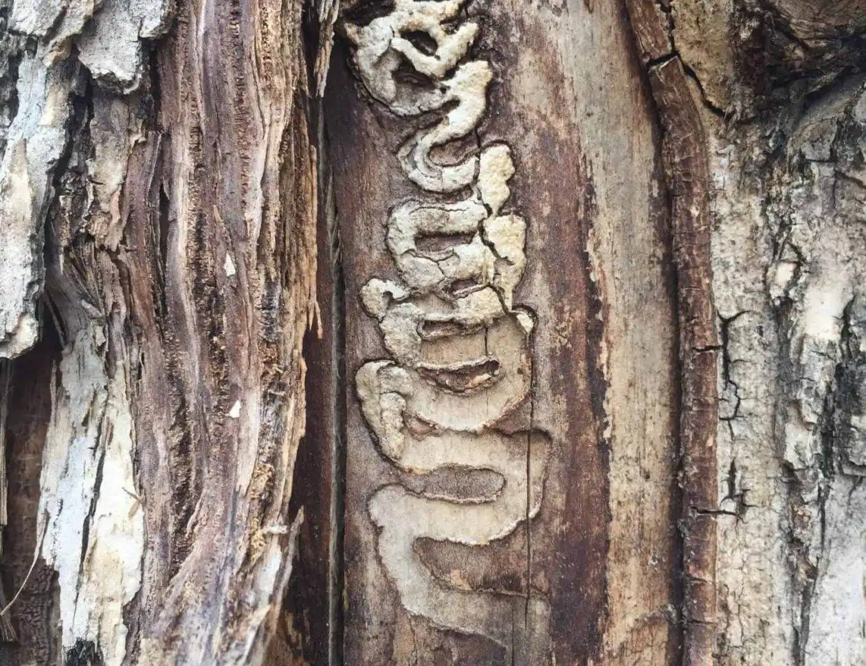 Emerald Ash Borer Tunnels