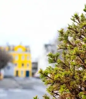 commercial tree service