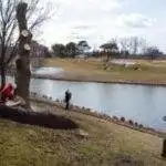 dangerous tree removal