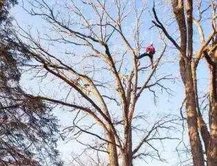 Tree Care Expert Climbing