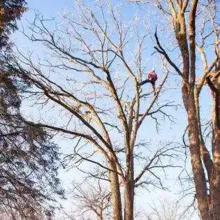 Tree Care Expert Climbing