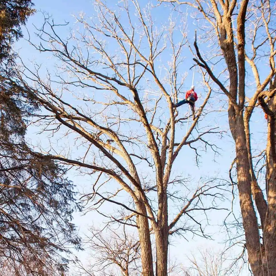 Tree Care Expert Climbing