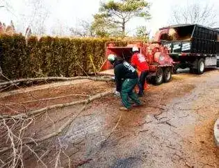 Tree Service Team Work