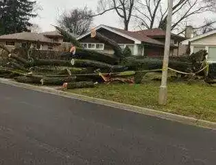 Residential Tree Service