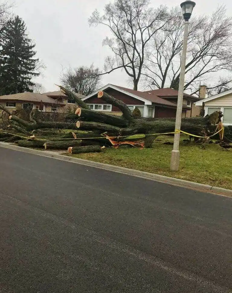 Residential Tree Service
