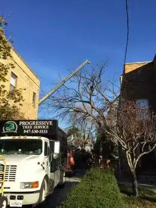 Tree Removal Next To Building