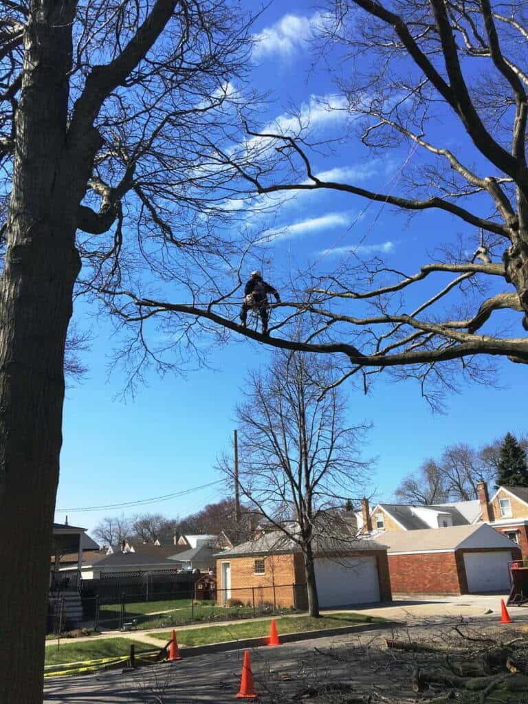 Shaped tree canopy against a blue sky