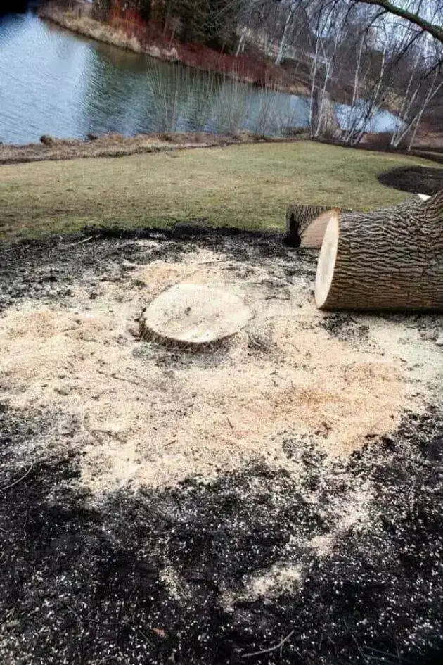 tree stump removal
