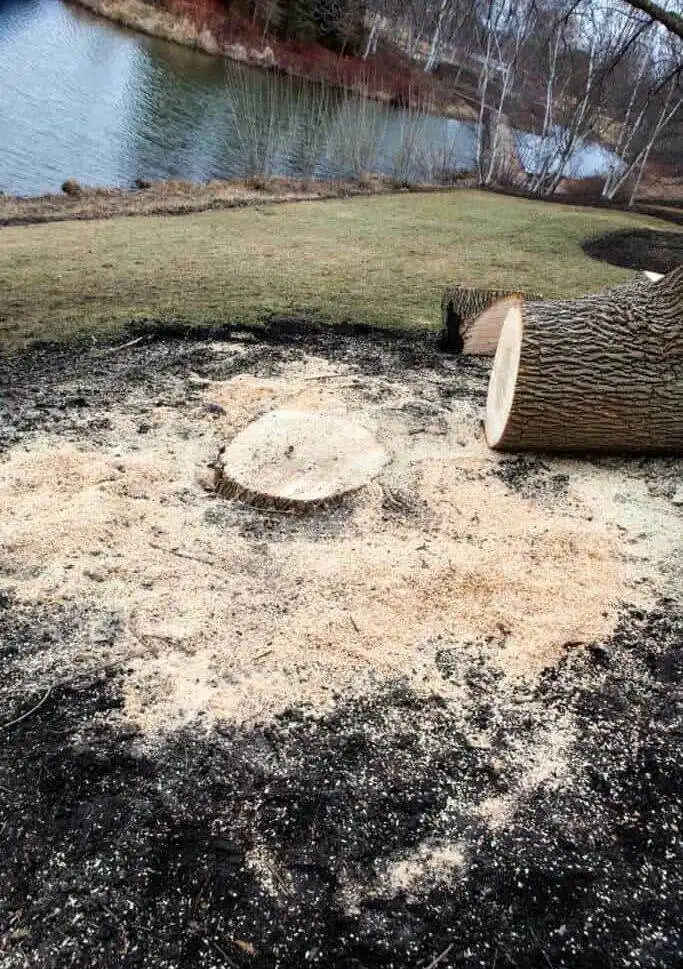 tree stump removal
