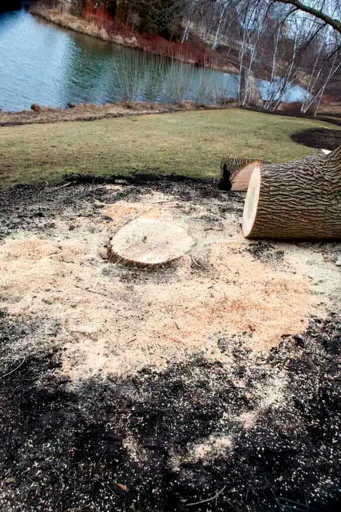 tree stump removal