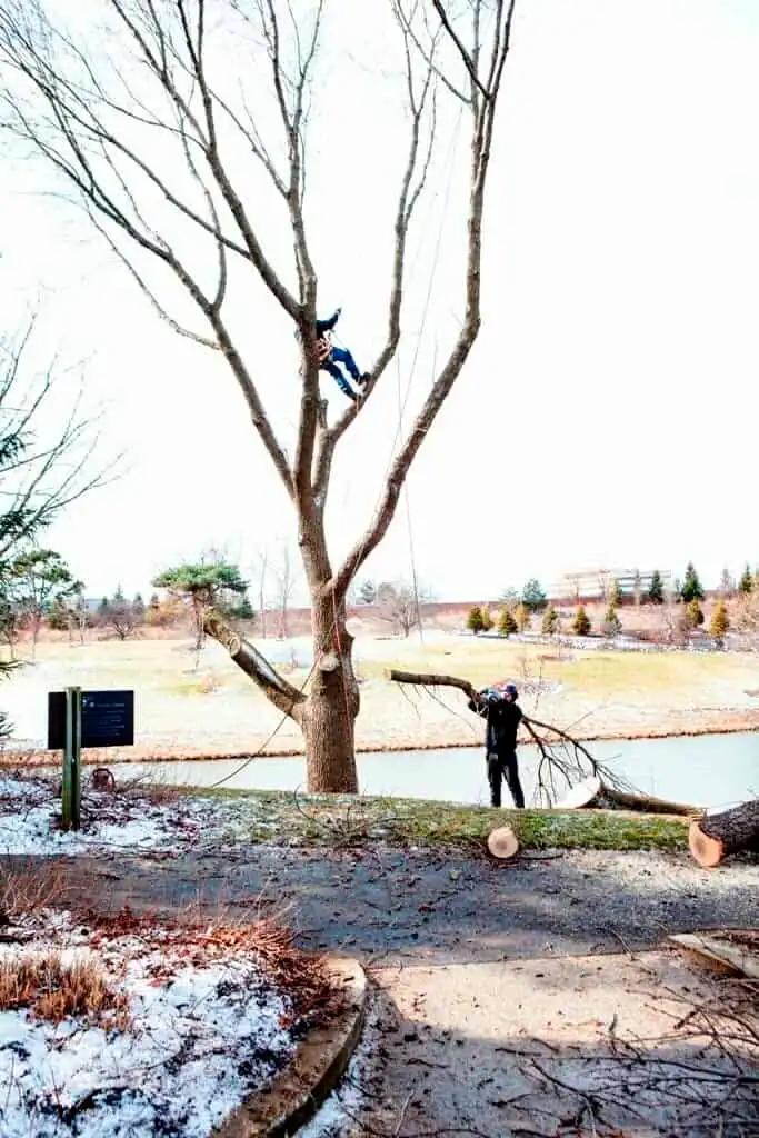 tree trimming
