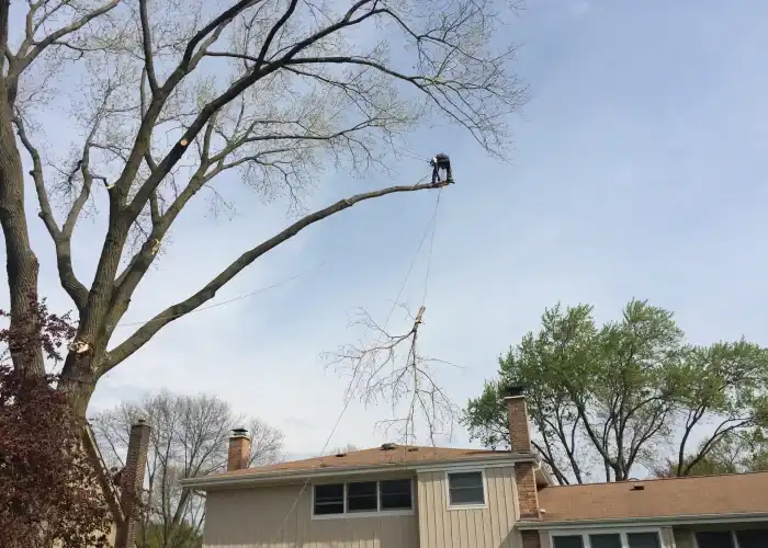 backyard tree trimming
