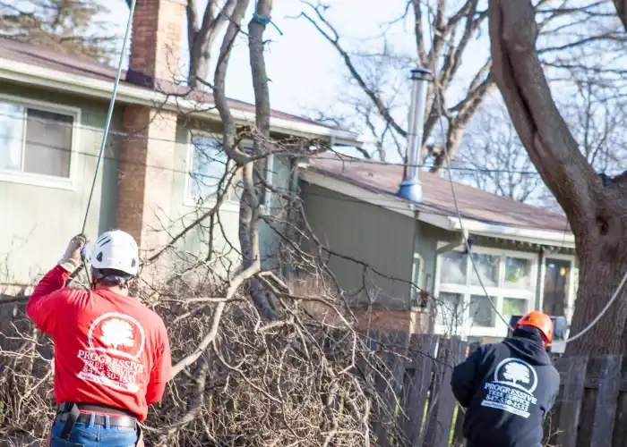 neighbor tree trimming