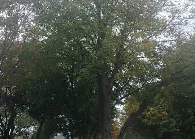 chicago trees