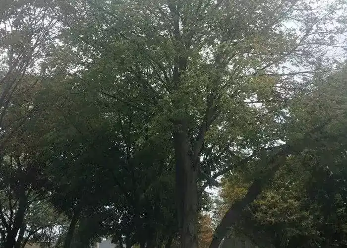 chicago trees