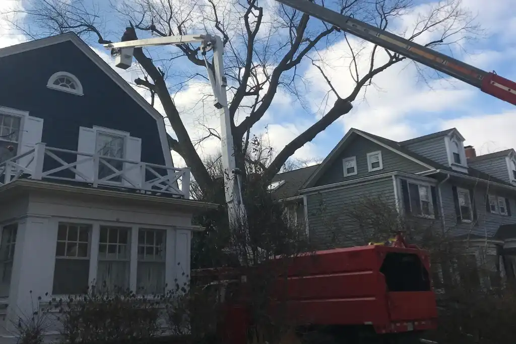 tree removal crane