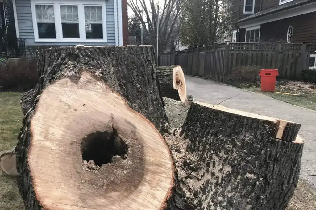 tree sections with cavities