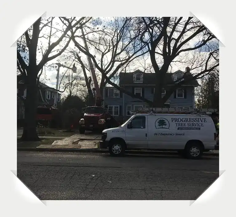 wimette tree removal