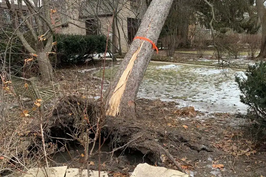 dangerously leaning tree