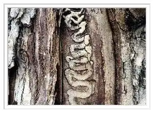 emerald ash borer marks