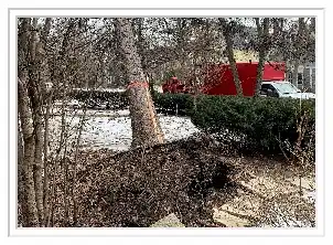 emergency tree service near me