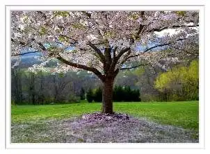 fertilization mulching