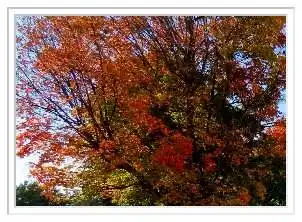 beautiful tree foliage