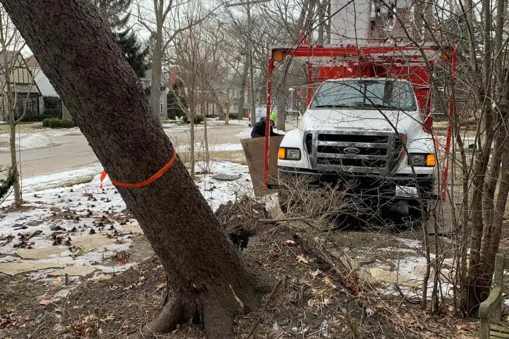 safe tree removal