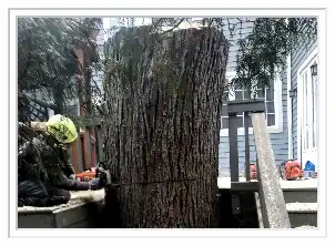 man cutting tree trunk with chainsaw