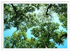 tree shaping and bracing