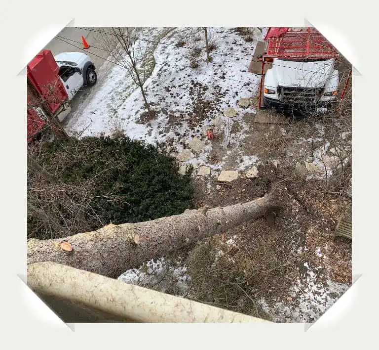 winnetka tree removal