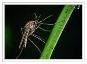 Local Mosquito Control Company