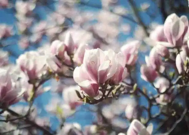 Magnolia Tree