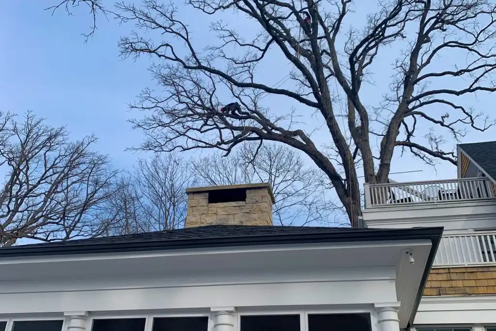 Elm Tree Trimming