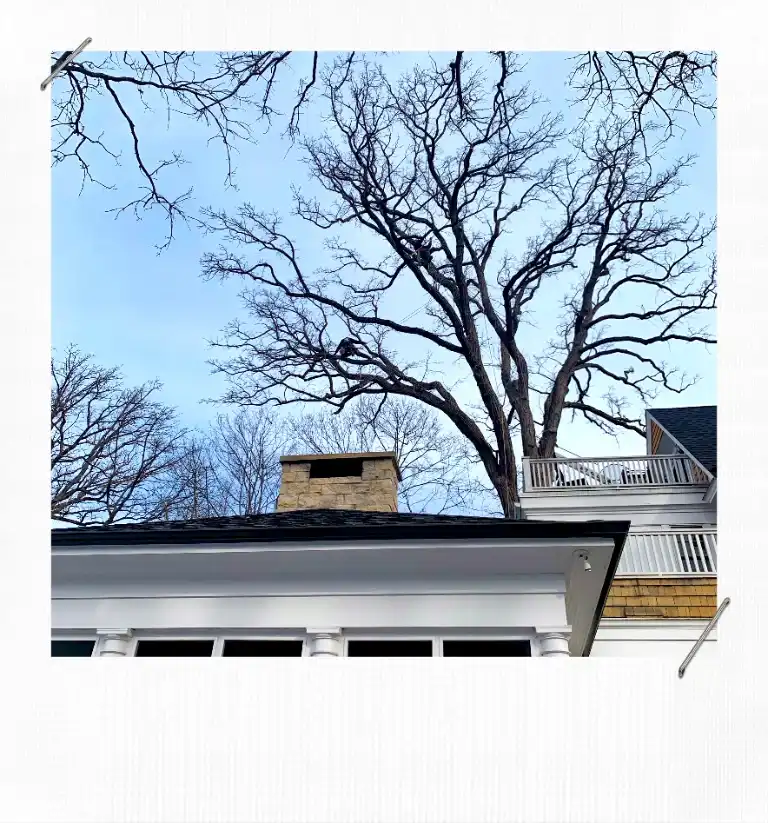 Kenilworth Tree Trimming