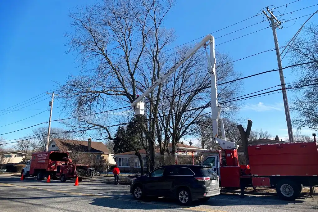 Servicing Tree Around Power Cables