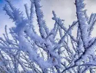 Frozen Tree