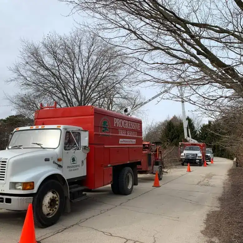 Professional Tree Removal In Glencoe