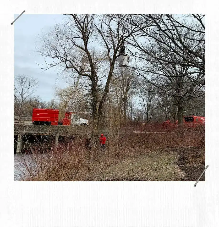 Willow Tree Removal At Botanic Garden