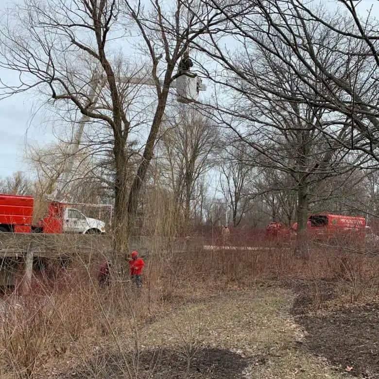 Willow Tree Removal In Glencoe
