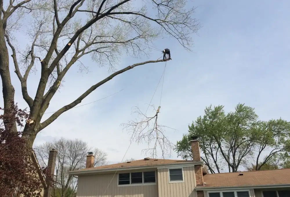 Cutting Off Dead Branches