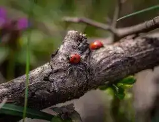 How To Cut A Vertical Tree Branch