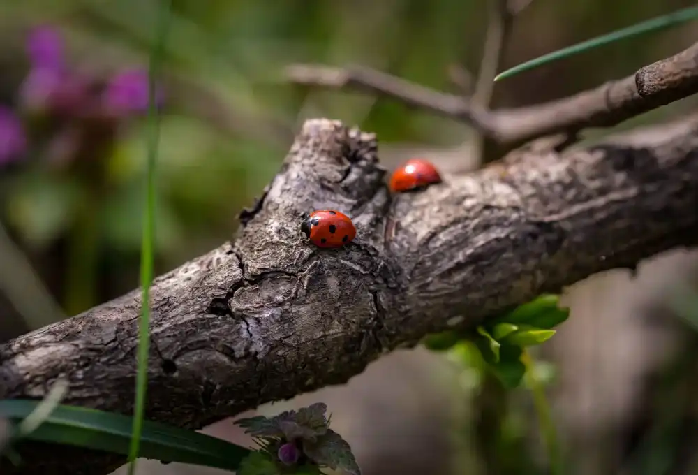How To Cut A Vertical Tree Branch