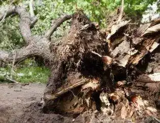 Remove A Tree On Your Property