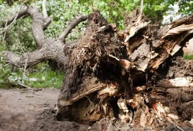 Remove A Tree On Your Property