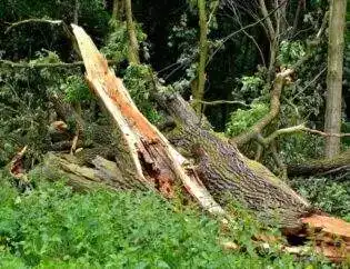 Tree Hit By Lightning