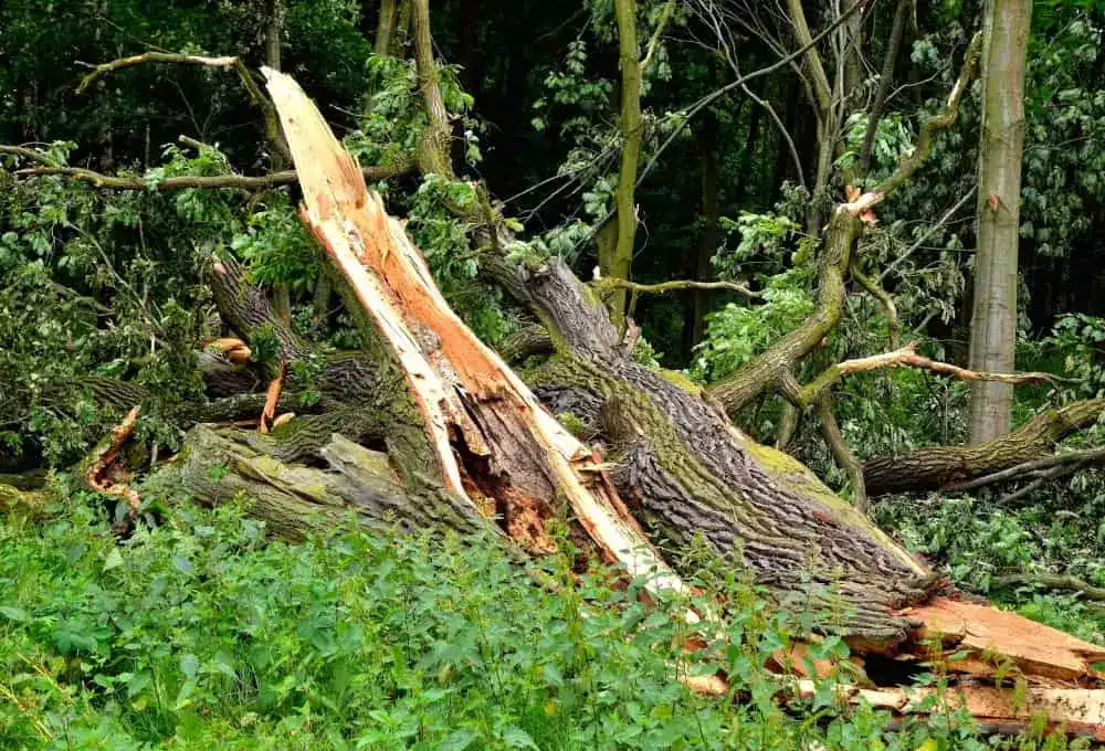 Tree Hit By Lightning