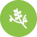 Tree Trimming Services