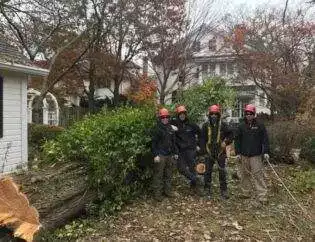 Tree Service Crew
