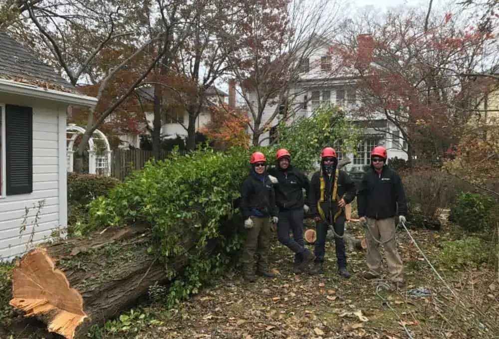 Tree Service Crew Tree Service Crew in Glenview